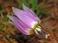 Erythronium dens-canis